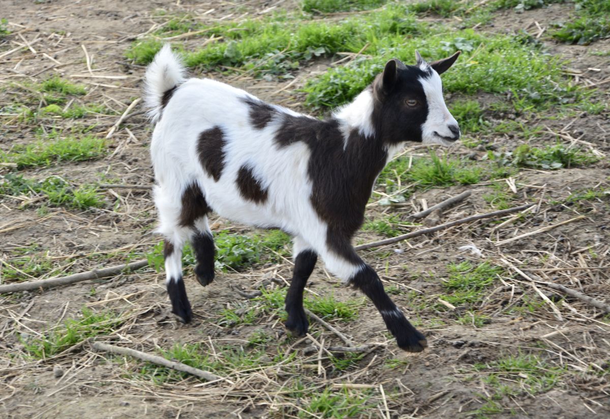 Goats!